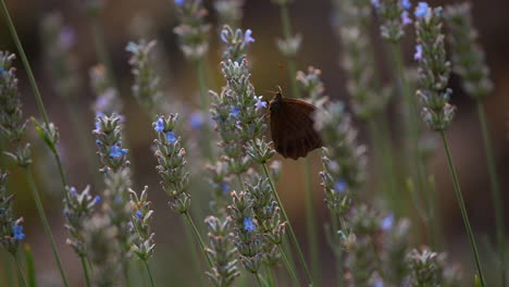 Close-up-of-a-white-butterfly-flying-in-slow-motion-in-nature-in-4k-3