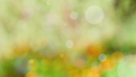 abstract spring background with bokeh