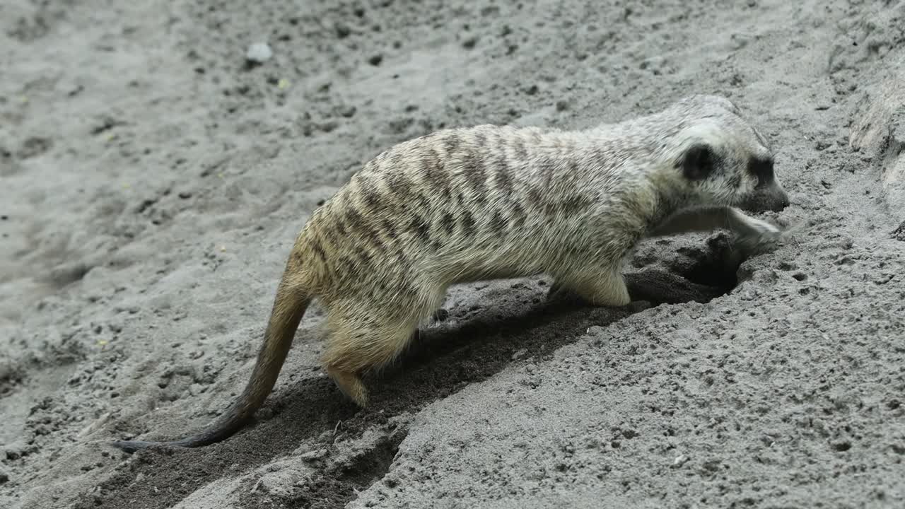 Meerkat Digging in Sand Looking for Food in Natural Habitat