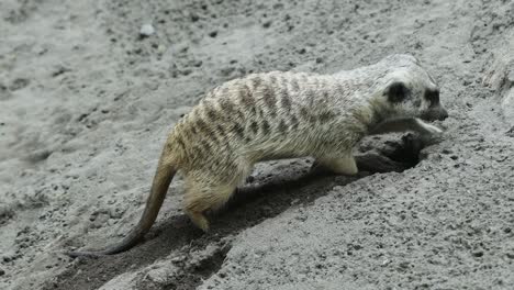 meerkat digging in sand looking for food in natural habitat