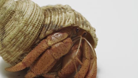 Curious-Hermit-Crab-Peeking-from-Shell:-Extreme-Close-Up