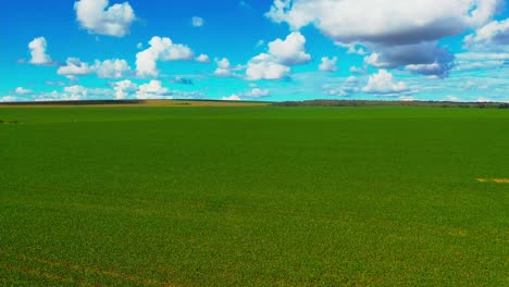 an endless soybean field extends to the horizon in the brazilian savannah - once the location of a biodiverse ecosystem before deforestation