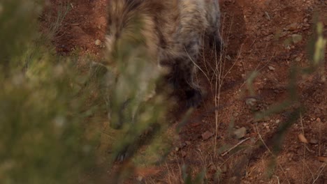 hyena-walks-down-rocky-dirt-slope-slomo