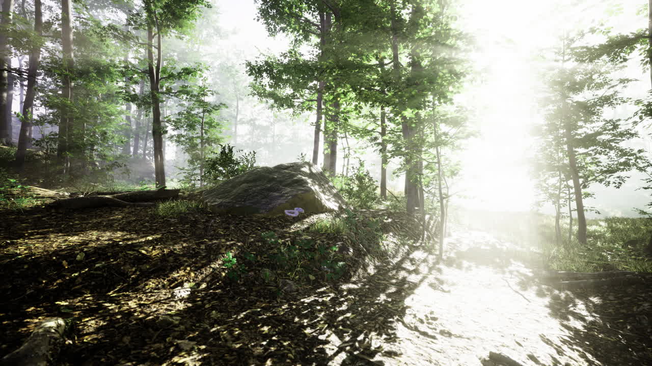 빛 이 있는 안개 가 가득 한 숲 길