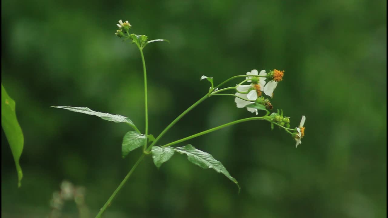 pequeña flor blanca en la naturaleza