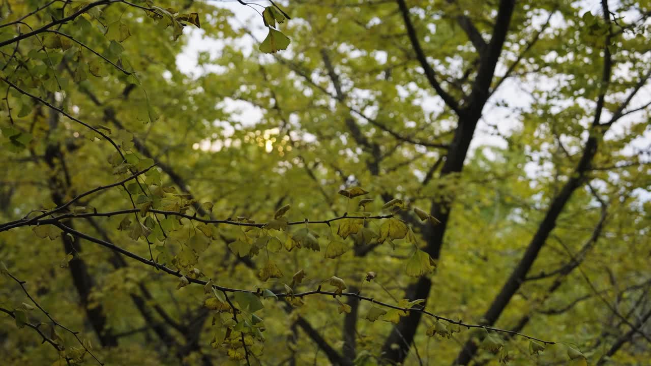 Japanese Ginkgo Trees in Tarumizu, Kagoshima - static shot of fall foliage