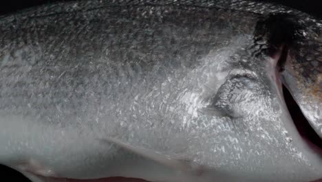 dorada fresca de dorada, plato superior derecho de cola a cabeza