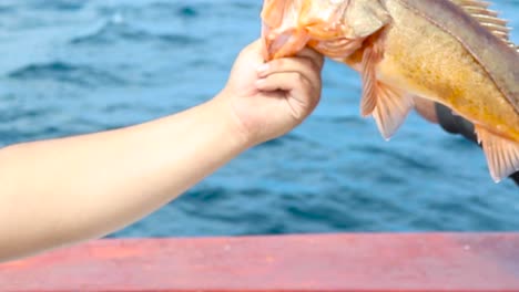 rockfish being held up with stomach sticking out