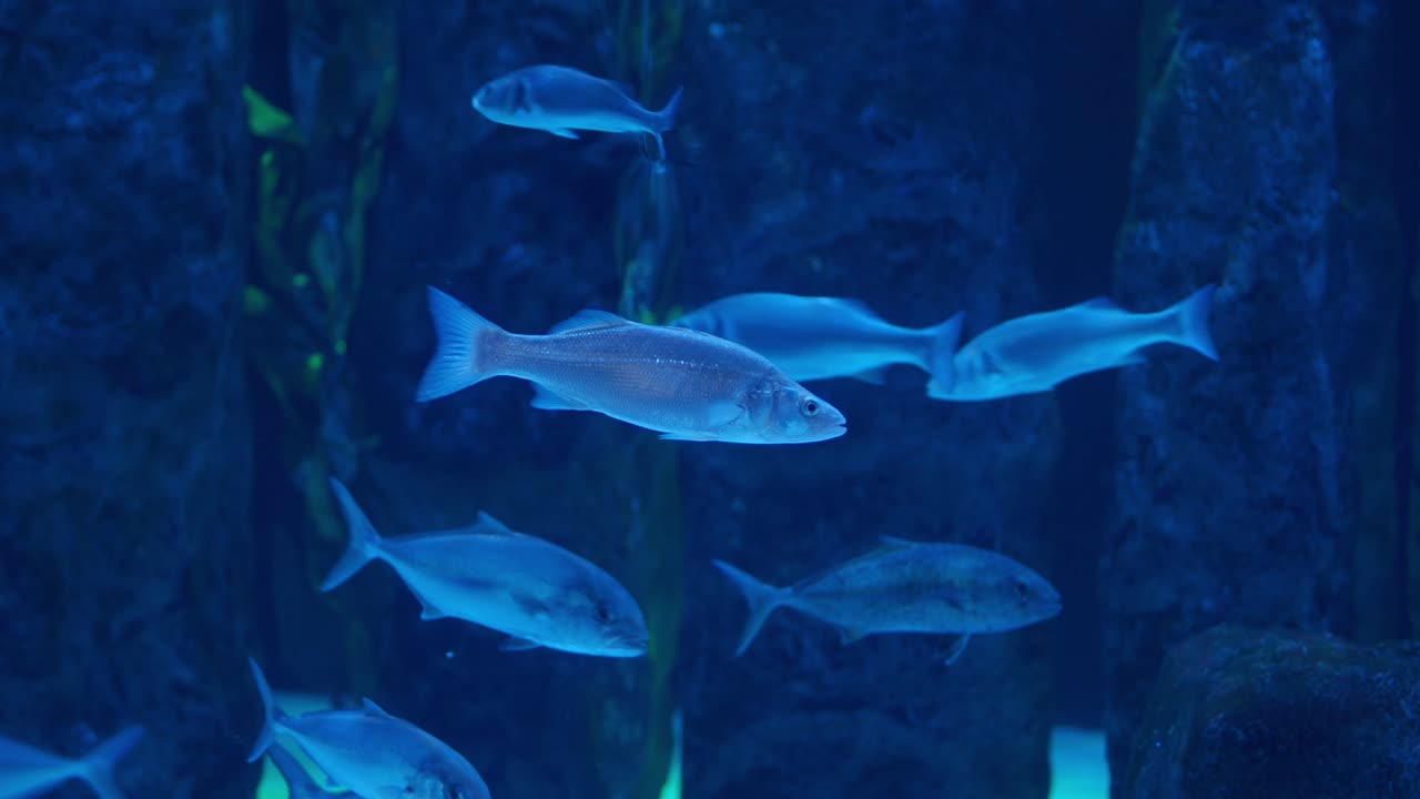Pesci che nuotano con grazia in un acquario illuminato di blu.