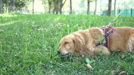 golden retriever acostado en la hierba