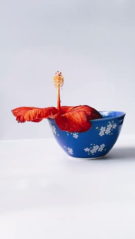 red hibiscus in a blue bowl