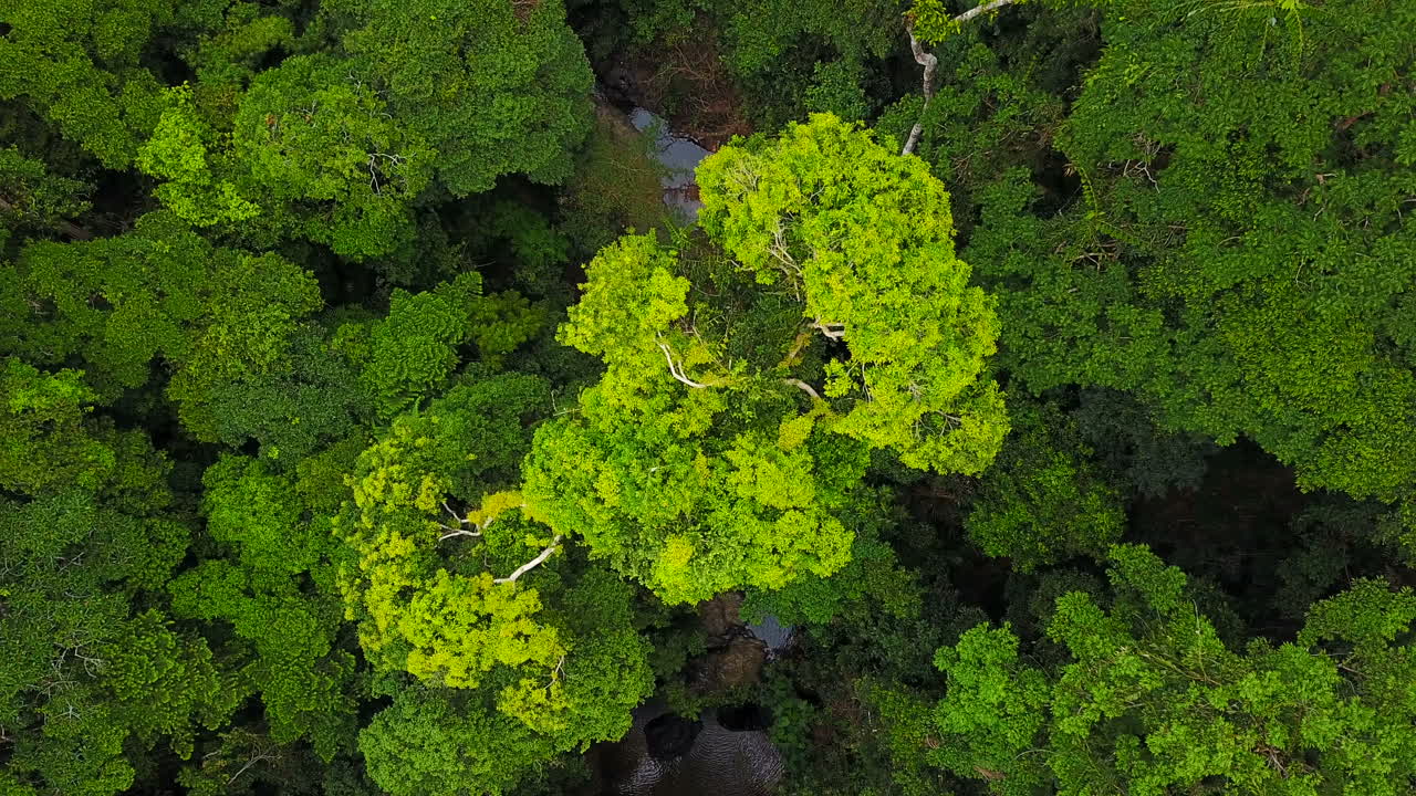 vuelo de drones sobre bosques de árboles verdes y caducos