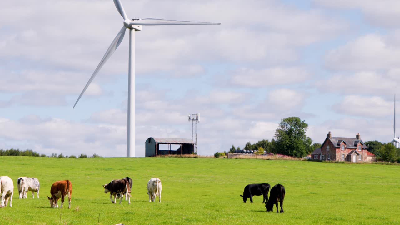 Cows graze on lush green pasture under bright daylight, with wind turbines rotating in the background and rural houses visible. Slow panning camera movement