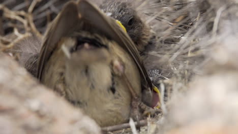 Rothalsige-Sperlingsküken-Werden-Im-Nest-Gefüttert