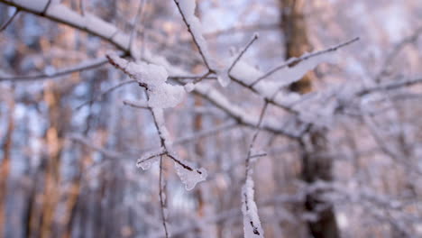 Ramas-De-árboles-Pequeños-Cubiertos-De-Nieve