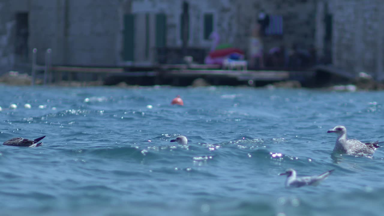 Sea birds swimming on the surface of the blue sea. Small waves rocking the seagulls floating on them.