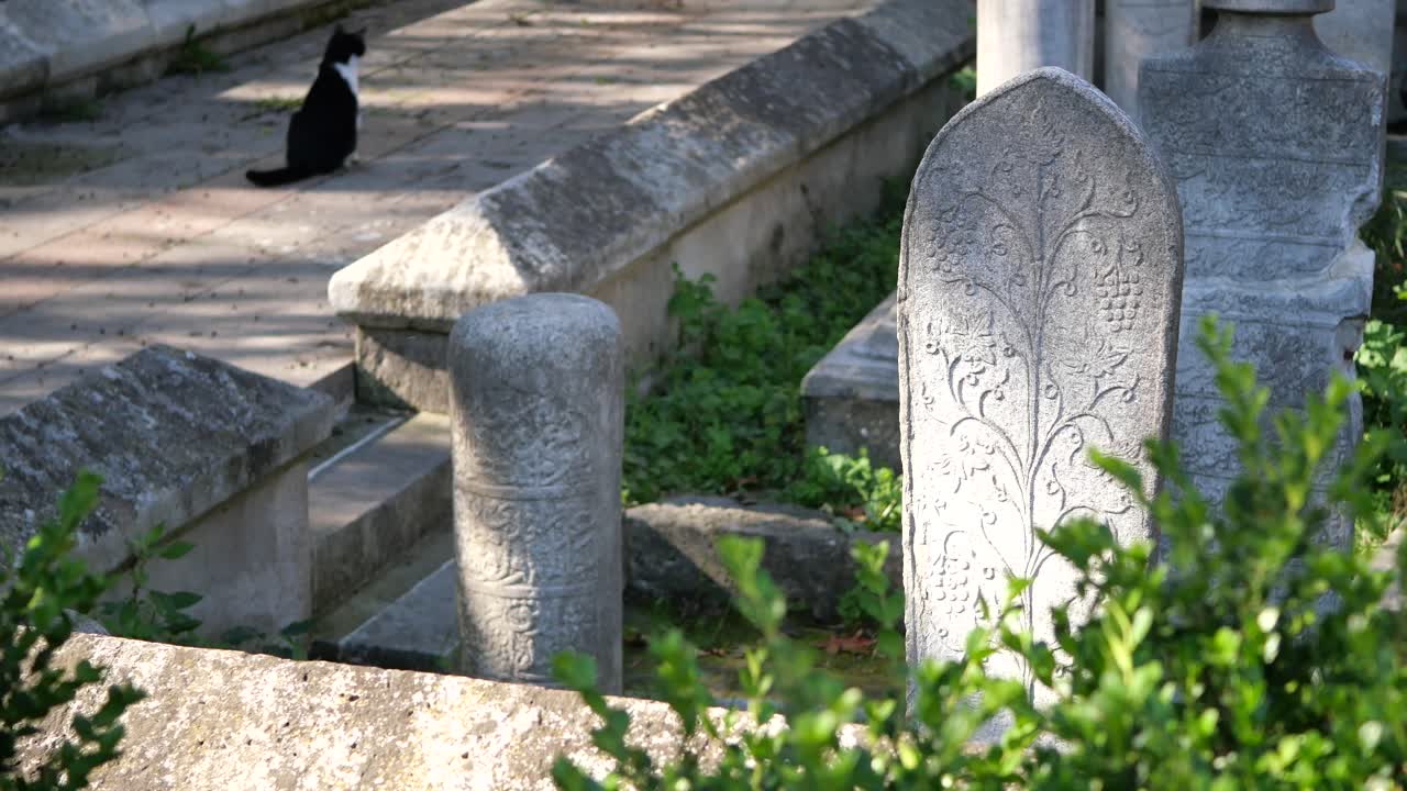 역사적인 무슬림 묘지에 있는 검은색과 색의 고양이