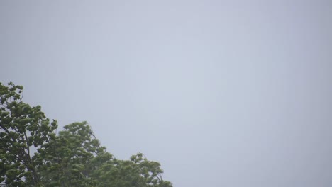 trees blowing in wind during storm-1