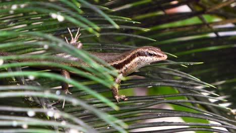 mahe seychelles, bronze-eyed geckos, are endemic to the granitic seychelles