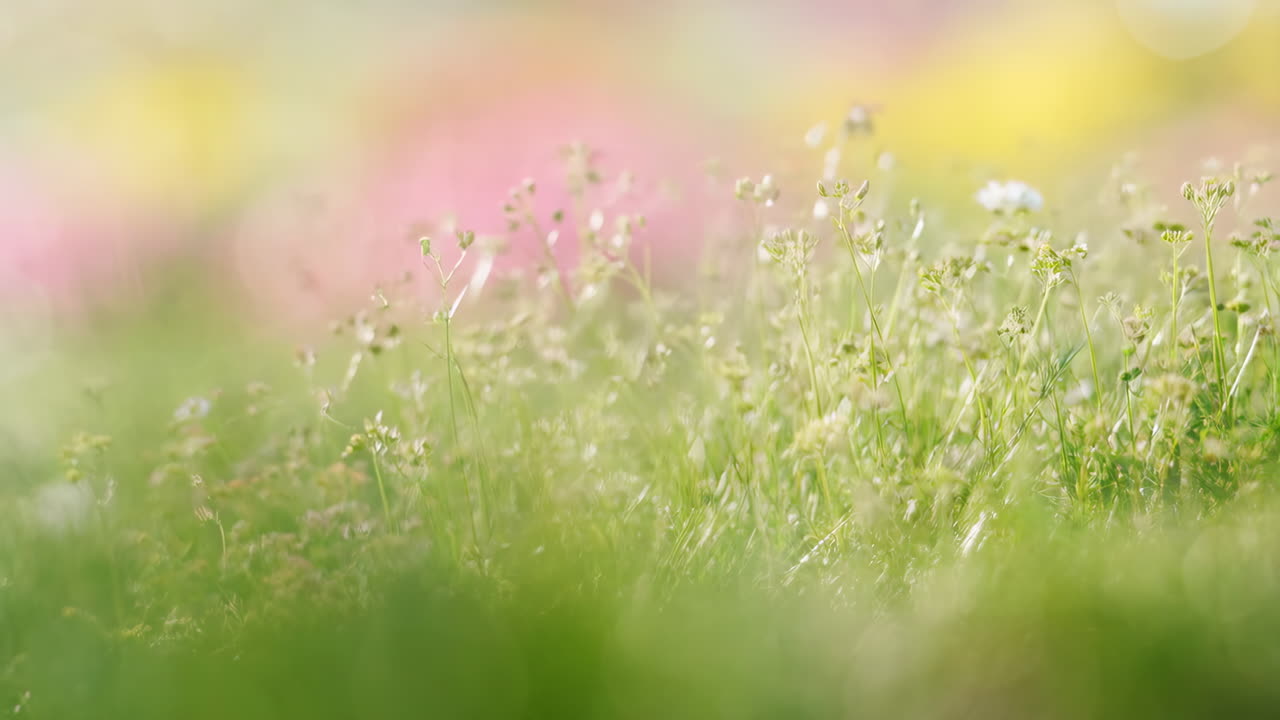 Soft Focus Green Grass and Pastel Blurred Background