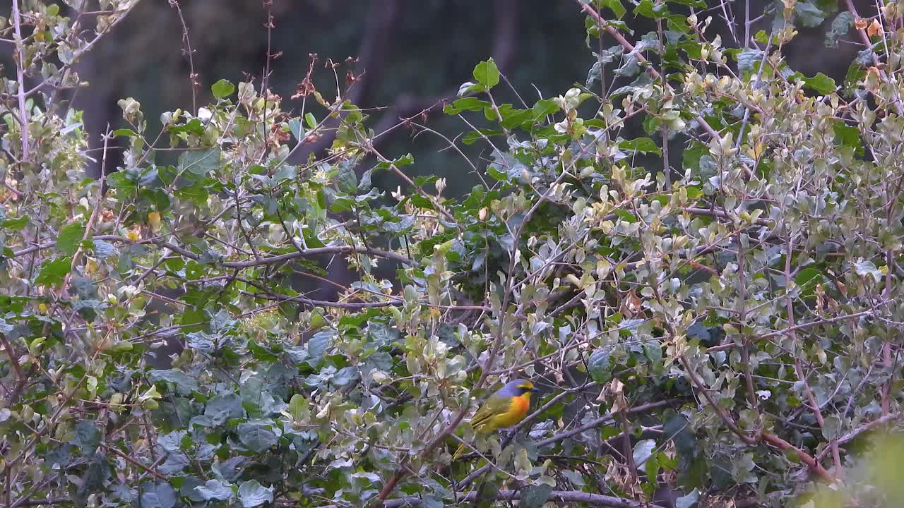 Dense green foliage with an orange-breasted bush shrike camouflaged in the branches