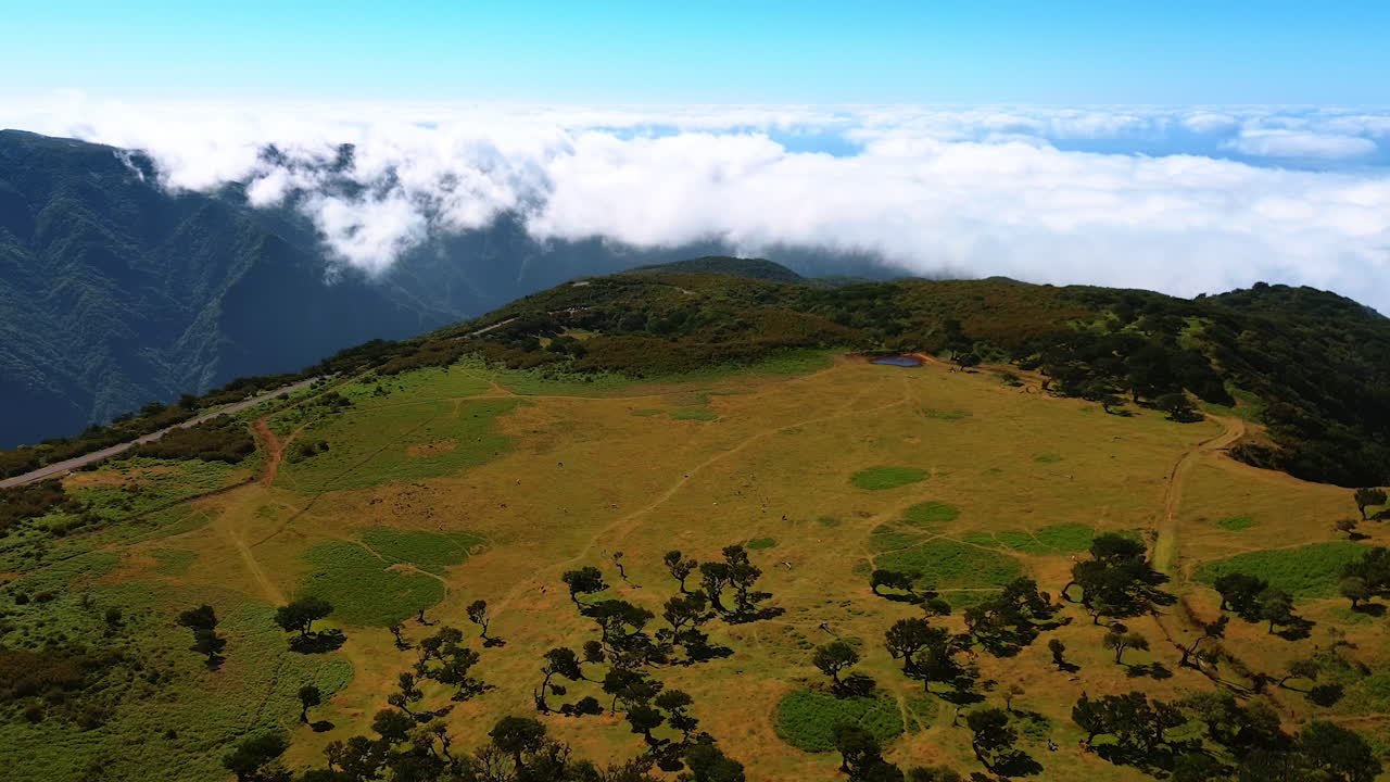 Animals grazing on the beautiful meadow situated on the plain mountain top. Drone footage above the scenery revealing view on the vast cloudscape covering the panorama from top view. The Madeira Islands, Portugal.
