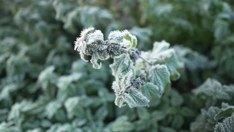 macro of frosted nettles with icy grass in the background