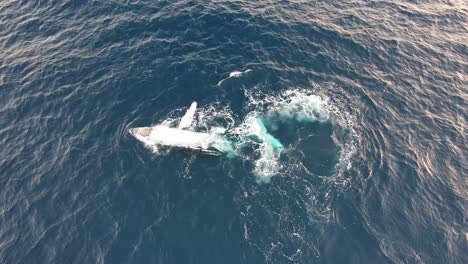 Ballena-Jorobada-Girando-En-Cámara-Lenta-Con-Pectorales-Aleteando-En-La-Superficie-Del-Océano