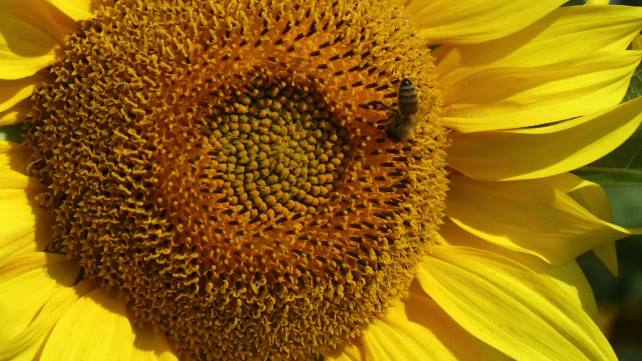 Bello primo piano giallo del fiore del girasole