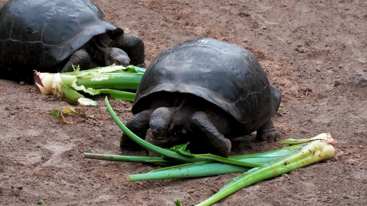 Giant Tortoises Feeding Inside A Sanctuary In Isla Isabela, Galapagos, Ecuador - close up