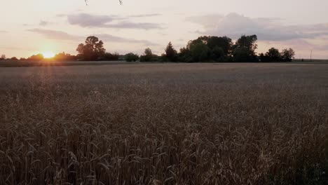 The-setting-sun-on-the-background-of-grain,-electric-poles-and-a-tree