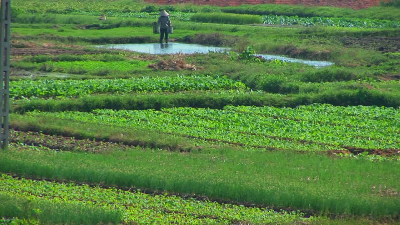 Seorang petani Vietnam menyirami ladang-ladangnya.