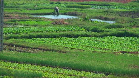 Un-Agricultor-Vietnamita-Riega-Sus-Campos