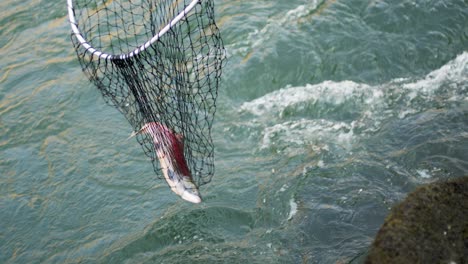 traditional indigenous first nations salmon fishing along a river in bc