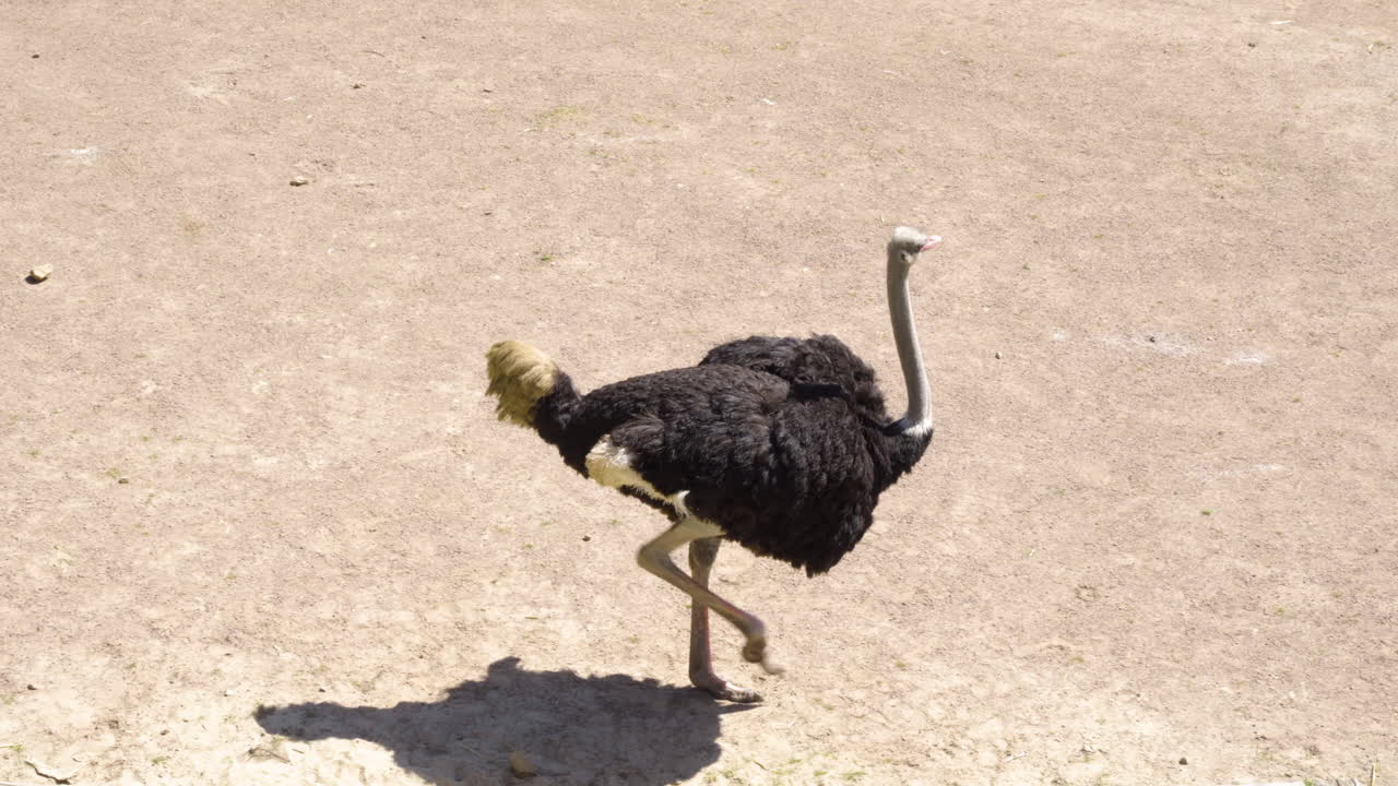 Autruche commune se promenant par temps ensoleillé au zoo