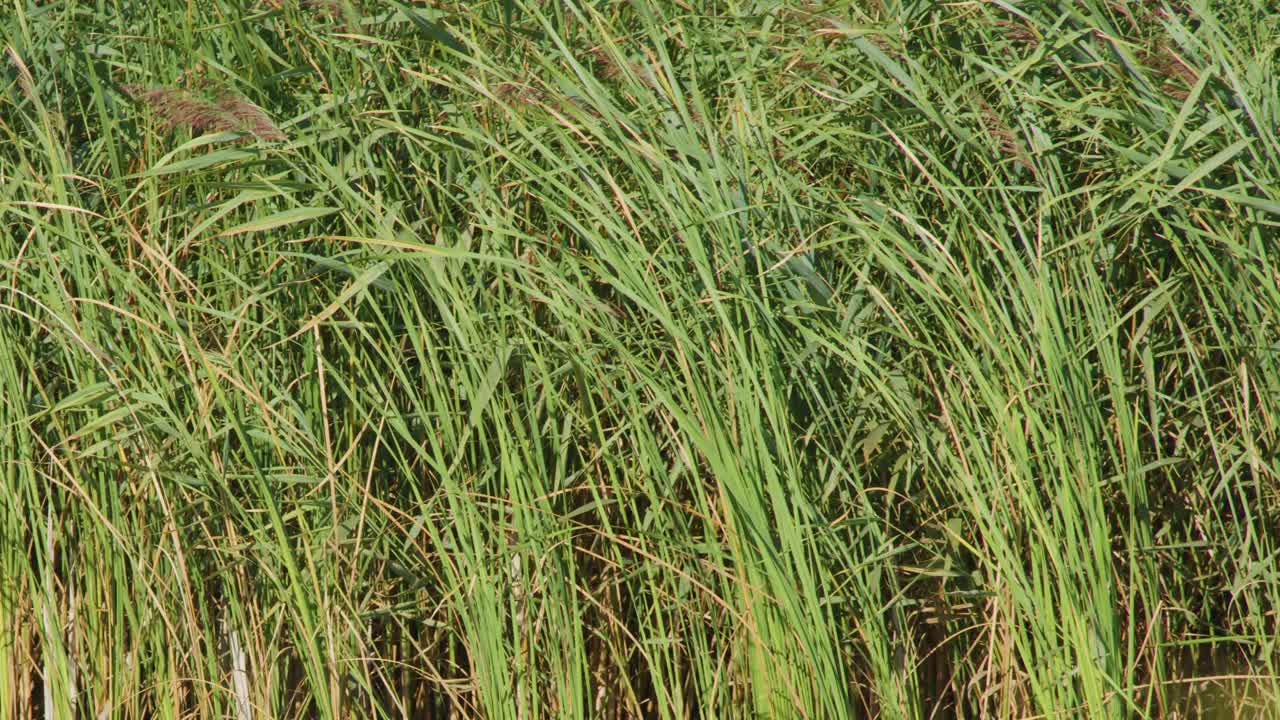 Camera slowly pans across lush wetland reeds, grasses, and aquatic plants in natural daylight