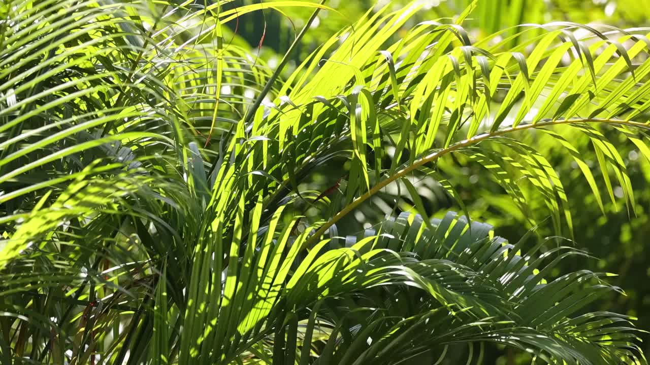Close-up view of sunlit fern fronds swaying softly, showcasing vibrant green hues and intricate leaf patterns.