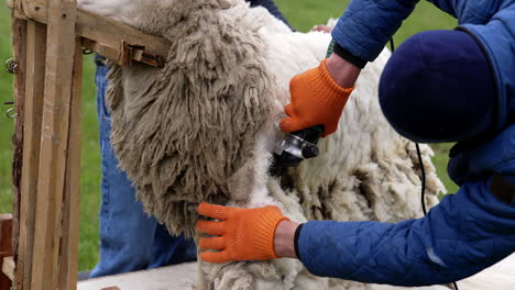 wool sheared off from sheep by farmer. shearer trimming wool sheep.