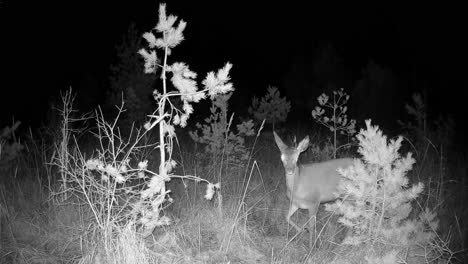 joven ciervo rojo hembra (cervus elaphus) caminando por la noche. saaremaa, estonia.