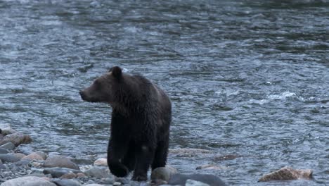 Grizzlybär-Geht-Während-Der-Blauen-Stunde-Am-Felsigen-Flussufer-Spazieren-Und-Jagt-Nach-Fischen