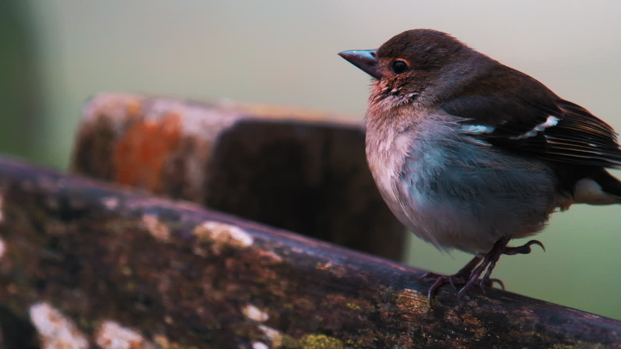 Macro shot of pretty colorful bird resting in wilderness during foggy mystical day