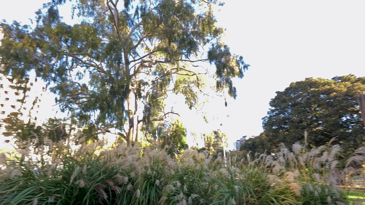 멜버른 공원 에서 해가 지는 때 나무 와 건물 들