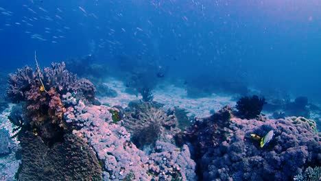 gliding-over-a-coral-reef-while-thousands-of-fusilier-fish-is-swimming-past-on-the-underwater-highway