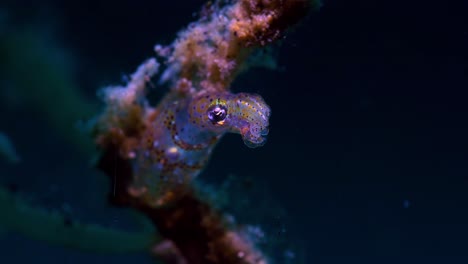 pygmy squid lembeh indonesia 4k 25fps