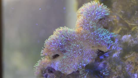 green star polyps flowing in water current in a reef aquarium and clown fish swimming in the scene