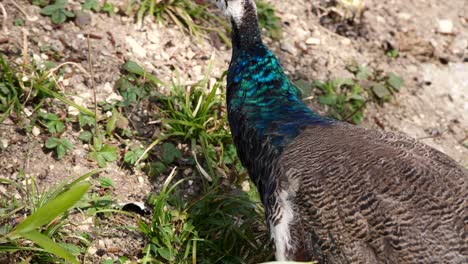 primer plano de pavo real salvaje picoteando hierba en el desierto durante el día soleado