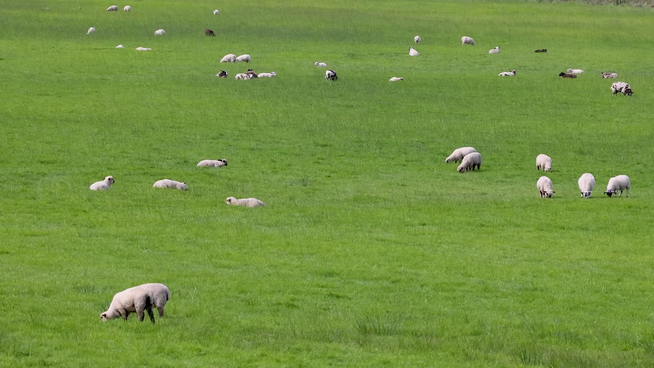 울창 한 초록 들판 에서 양 들 이 먹고 있다