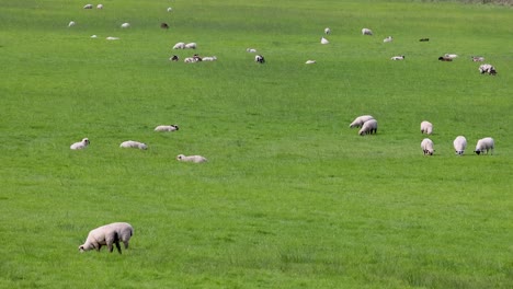 sheep grazing in a lush green field