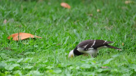 Sticking-its-bill-into-the-ground-looking-for-worms-to-eat,-Black-collared-Starling-Gracupica-nigricollis,-Thailand