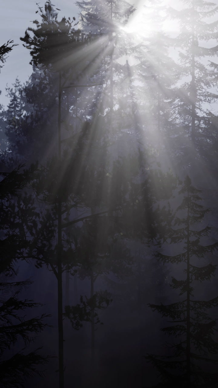 Light shines through trees in a forest during early morning hours